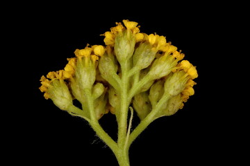 Fern-Leaf Yarrow (Achillea filipendulina). Synflorescence Detail Closeup