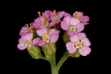 Yarrow (Achillea millefolium). Synflorescence Detail Closeup (Pink Form)