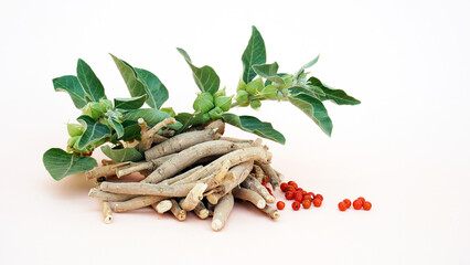 Commonly known as Ashwagandha, is an important medicinal plant that has been used in Ayurved