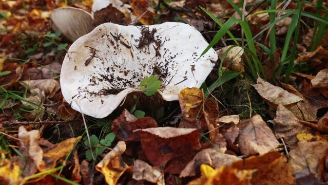 One mushroom (Lactarius resimus) grows in grass in autumn forest. Close up video. Dolly Shot of edible mushrooms in slow motion