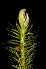 Stag's-Horn Clubmoss (Lycopodium clavatum). Gemmiferous Branch Closeup