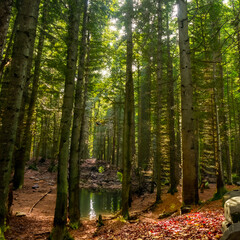 Floresta com arvores altas