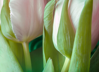 Pink and white tulips in a bouquet on a green background. Generative AI