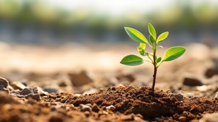 green plant sprout in desert soil global warming