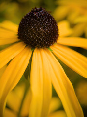 blossom blower from garden with pollen