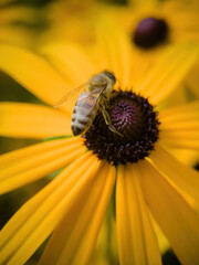 bee on flower collecting pollen
