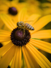 bee on flower collecting pollen