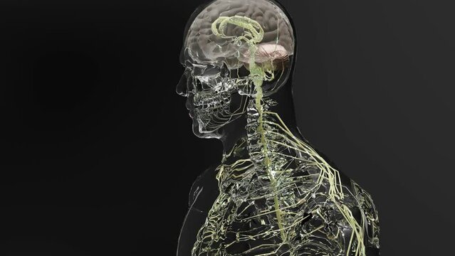 Human brain nervous system anatomy, medical diagram with parasympathetic and sympathetic nerves. medically accurate, 3d render	
