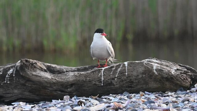 Close up portrait of Common tern (sterna hirundo) in Danube Delta Romania