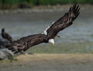 eagle in flight