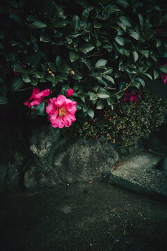 flowers in the garden