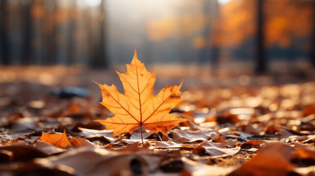 Beautiful orange autumn maple tree close up in natural park with soft focus in sunlight