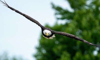 American Bald Eagle