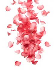 Falling in the air small rose petals isolated on white background