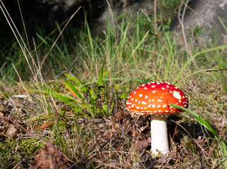 Toadstool 