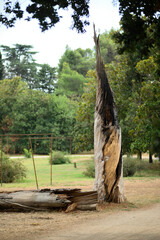 Lightning-struck Mediterranean pine trunk