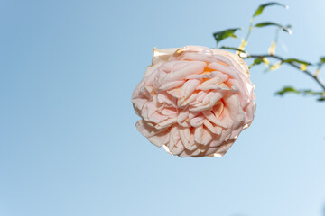 old garden rose high up on a clear blue sky