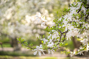 Kwitnące drzewo magnolii - obrazy, fototapety, plakaty