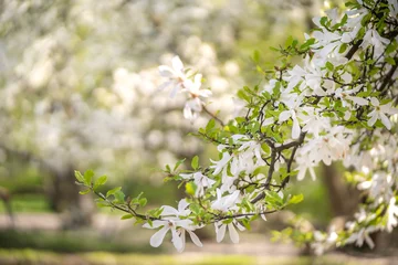 Zelfklevend Fotobehang Kwitnące drzewo magnolii © nitka_zaplatana