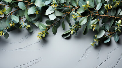 eucalyptus branches with leaves. top view