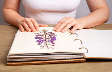 Herbarium book, flower on paper page, dried floral plant branch