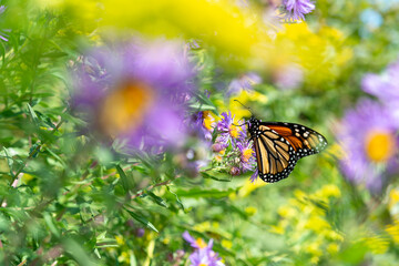 butterfly on a flower