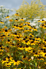 Obraz premium rudbeckia triloba flowers in late summer