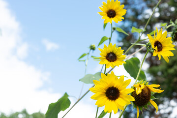 sunflowers on a cloudy blue sky background