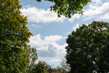trees and sky with clouds in late summer