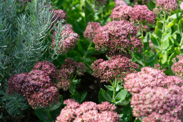 Sedum (pink flowers) and lavender (at left) in the park