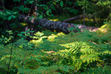 sunny forest in summer with tree trunks and sun rays
