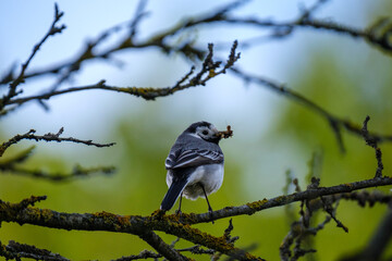 bird sitting on a wire