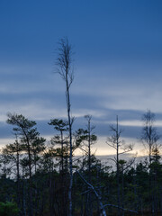 dark sunset over the bog landscape with tree silhouettes