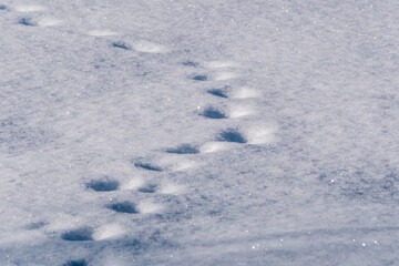 snow covered fields with frozen plants and animal trails