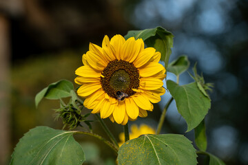 Fototapeta premium sunflower on a green blur background