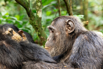 Two Male Chimpanzees grooming each other at Kibale National Park in Kibale Forest, Uganda