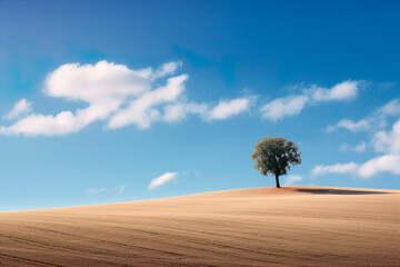 minimalistic generative image Tree on a hearthy tone hill  against blue sky with white clouds sunny day