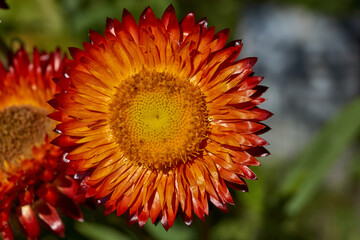 In the garden blooms helichrysum or immortelle (Latin Helichrysum) – a large genus of the...