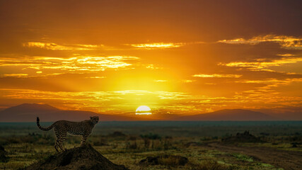 Cheetah, Acinonyx jubatus, against rising sun in Serengeti, Tanzania © Janos