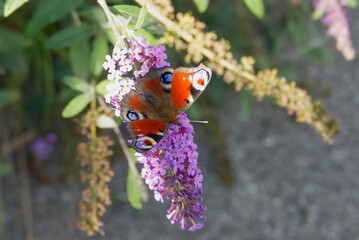 European peacock butterfly (Aglais io) perched on summer lilac in Zurich, Switzerland