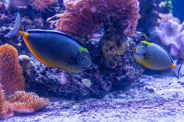 Fototapeta premium Underwater