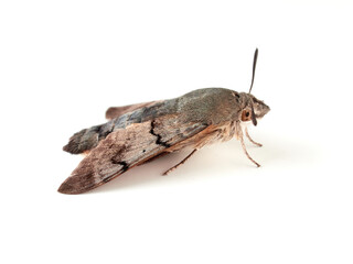 Obraz premium Hummingbird Hawk Moth. Macroglossum stellatarum