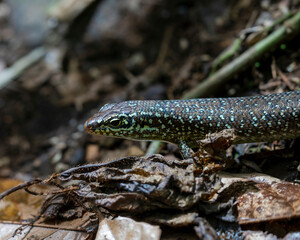 Mabuya maculilabris Skink in Moheli, Comoros