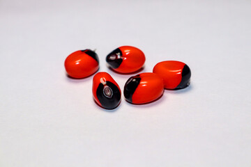 Abrus precatorius Seed