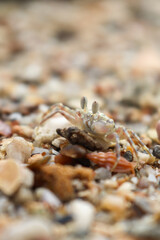 crab on the beach