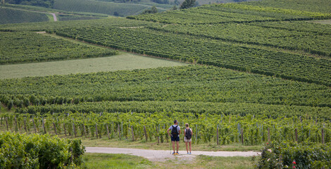 Balade en été dans le coteau viticole de Pupillin. Pupillin est la capitale mondiale du Ploussard (ou Poulsard), cépage rouge typique du Vignoble du Jura.