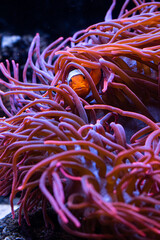 Underwater