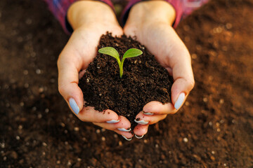 Woman's hands holding young green seedling in soil, closeup