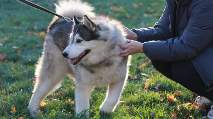 An adorable Husky dog on a leash being led by its owner, playing with visitors in the setting sun