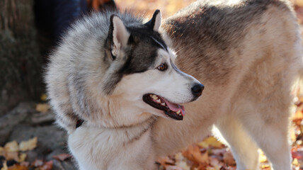An adorable Husky dog on a leash being led by its owner, curiously looking behind in the setting sun